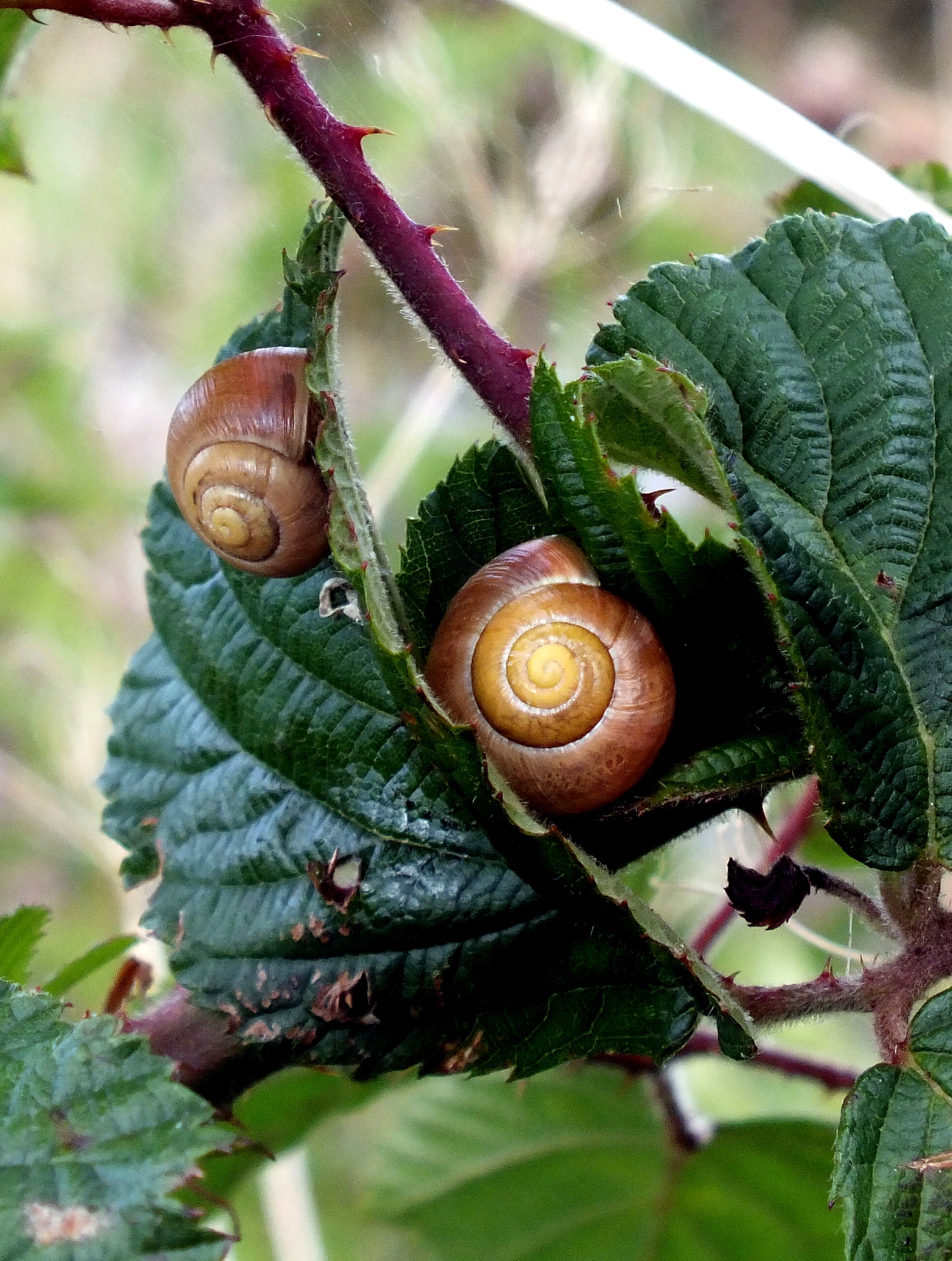 GARDEN SNAILS AT HOME Bill Bagley Photography